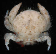 Image of Palapedia serenei P. K. L. Ng 1993