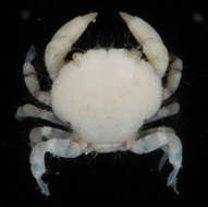 Image of Kraussiinae P. K. L. Ng 1993