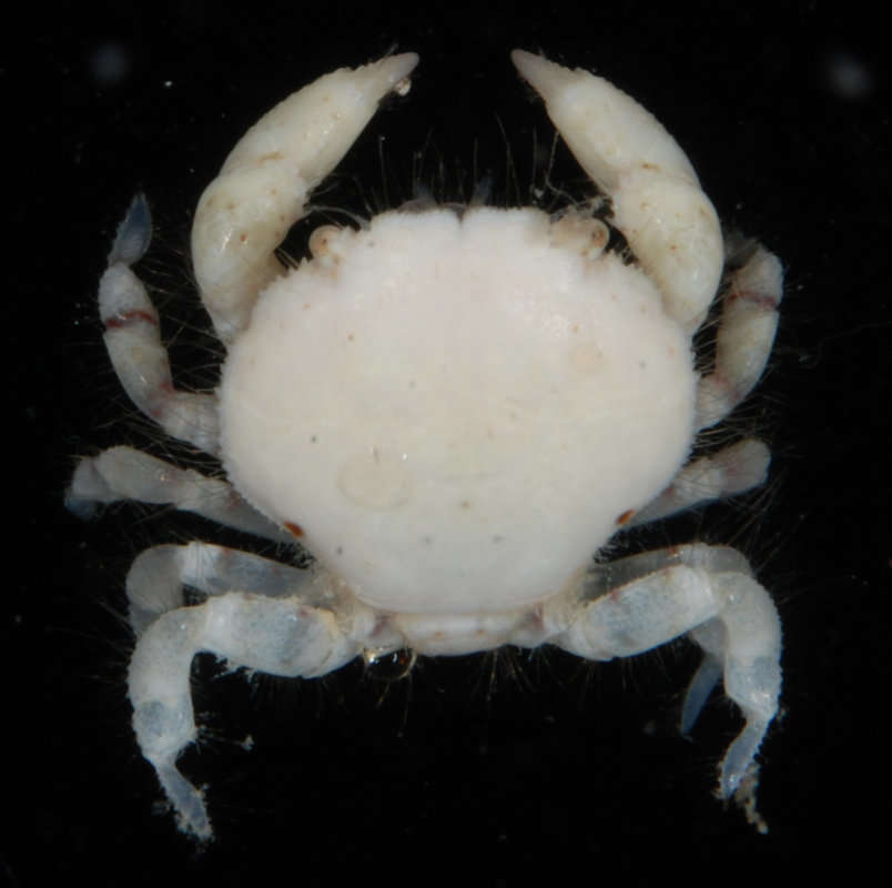 Слика од Kraussiinae P. K. L. Ng 1993