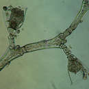 صورة Clytia gracilis (Sars 1850)