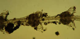 Image of Sertulariidae Lamouroux 1812