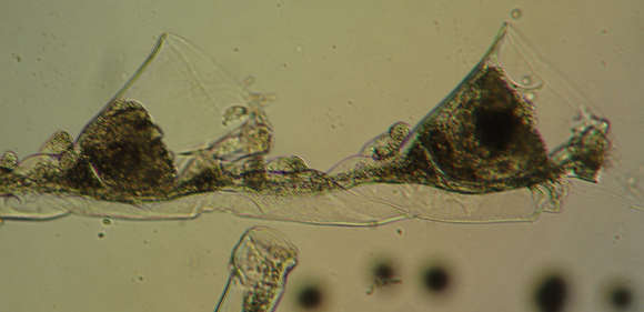 Image of Halopterididae Millard 1962