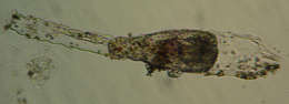 Sivun Phialellidae Russell 1953 kuva