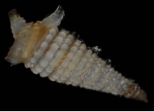 Image of Iniforis tuberia Laseron 1958