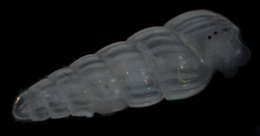 Image of Heterostropha