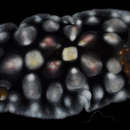 Image of <i>Dendrodoris tuberculata</i>