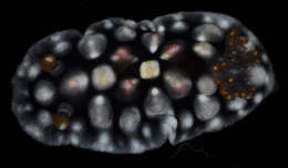 Image of <i>Dendrodoris tuberculata</i>