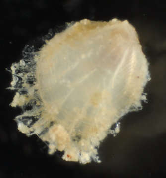 Image of Limopsoidea Dall 1895