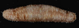 Image of Holothuria subgen. Lessonothuria Deichmann 1958