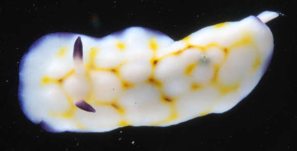 Image of Euctenidiacea