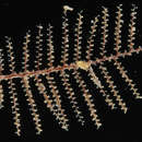 Sivun Zygophylax Quelch 1885 kuva