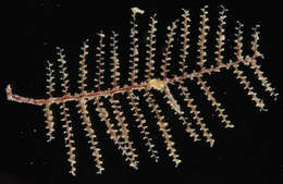 صورة Zygophylacidae Quelch 1885