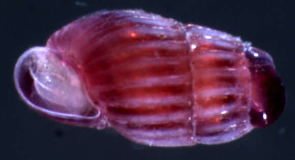 unclassified Gastropoda的圖片