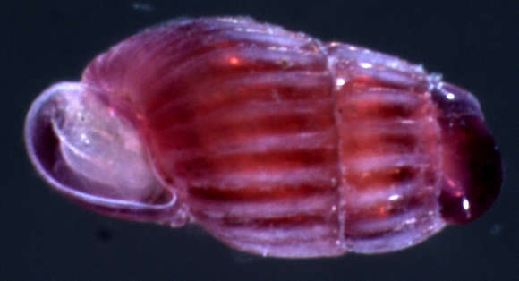 Image of unclassified Gastropoda