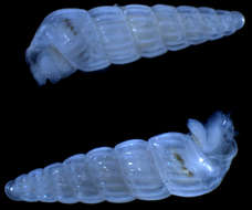 Image of Heterostropha