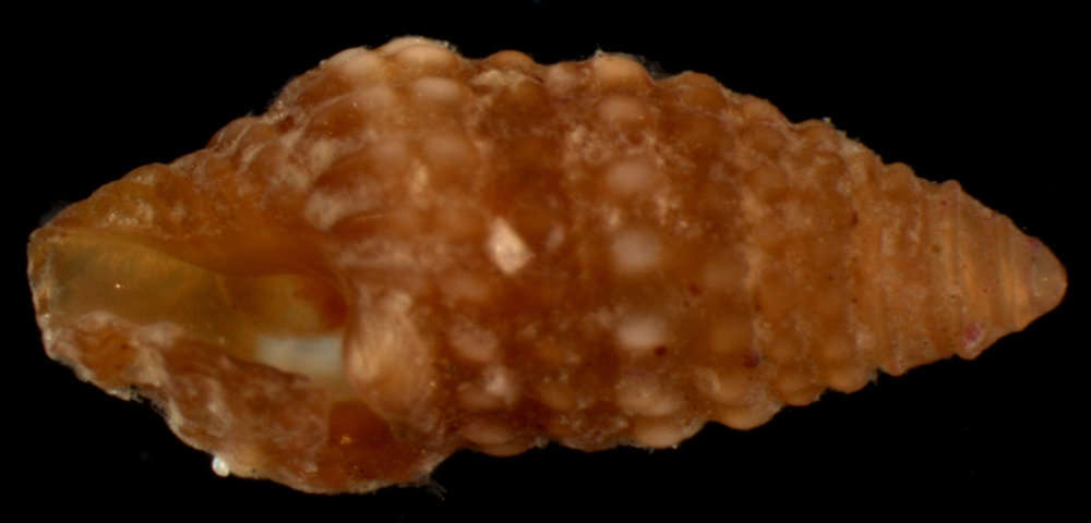 Image of Horaiclavidae Bouchet, Kantor, Sysoev & Puillandre 2011