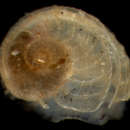Image of Scissurella