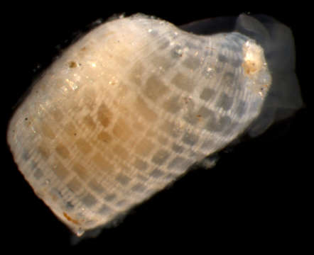 Image of Diaphanidae Odhner 1914