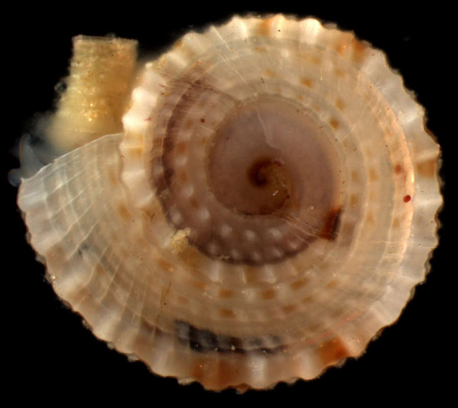 Image of Heterostropha