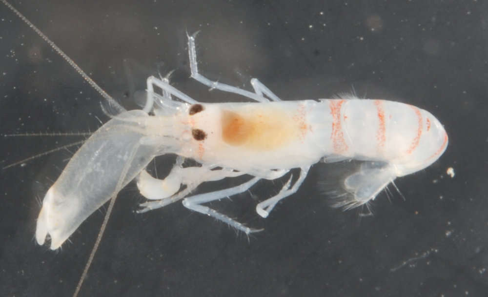 Image of smoothclaw snapping shrimp