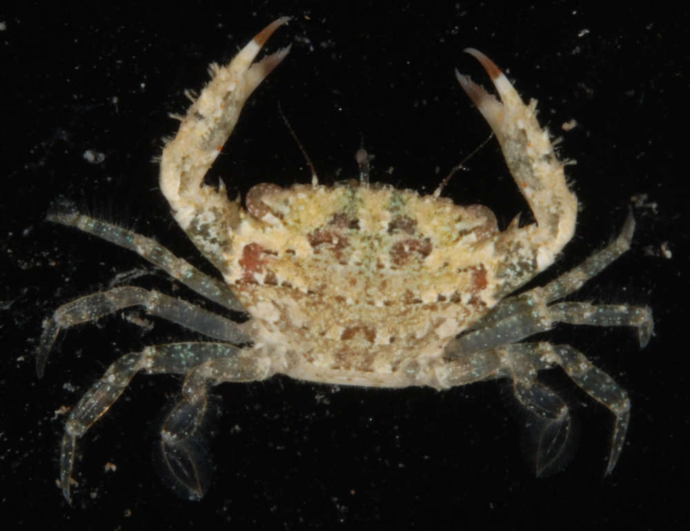 Image of <i>Thalamita cooperi</i>