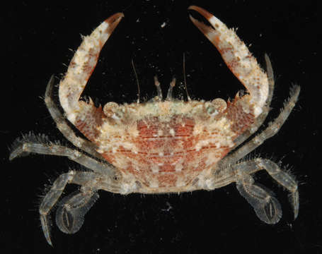 Image of <i>Thalamita cooperi</i>