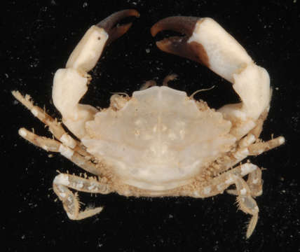 Image of Metaxanthops Serène 1984