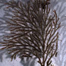 Image of Scrupocellaria van Beneden 1845