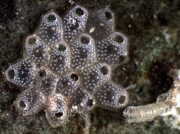 Image of Microporellidae Hincks 1879