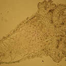 Image of <i>Campalecium</i>