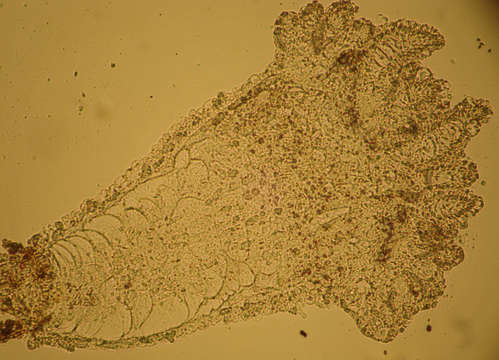 Image of Haleciidae Hincks 1868