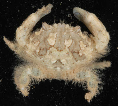 Image of <i>Etisus electra</i>