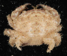 Image of Psaumis