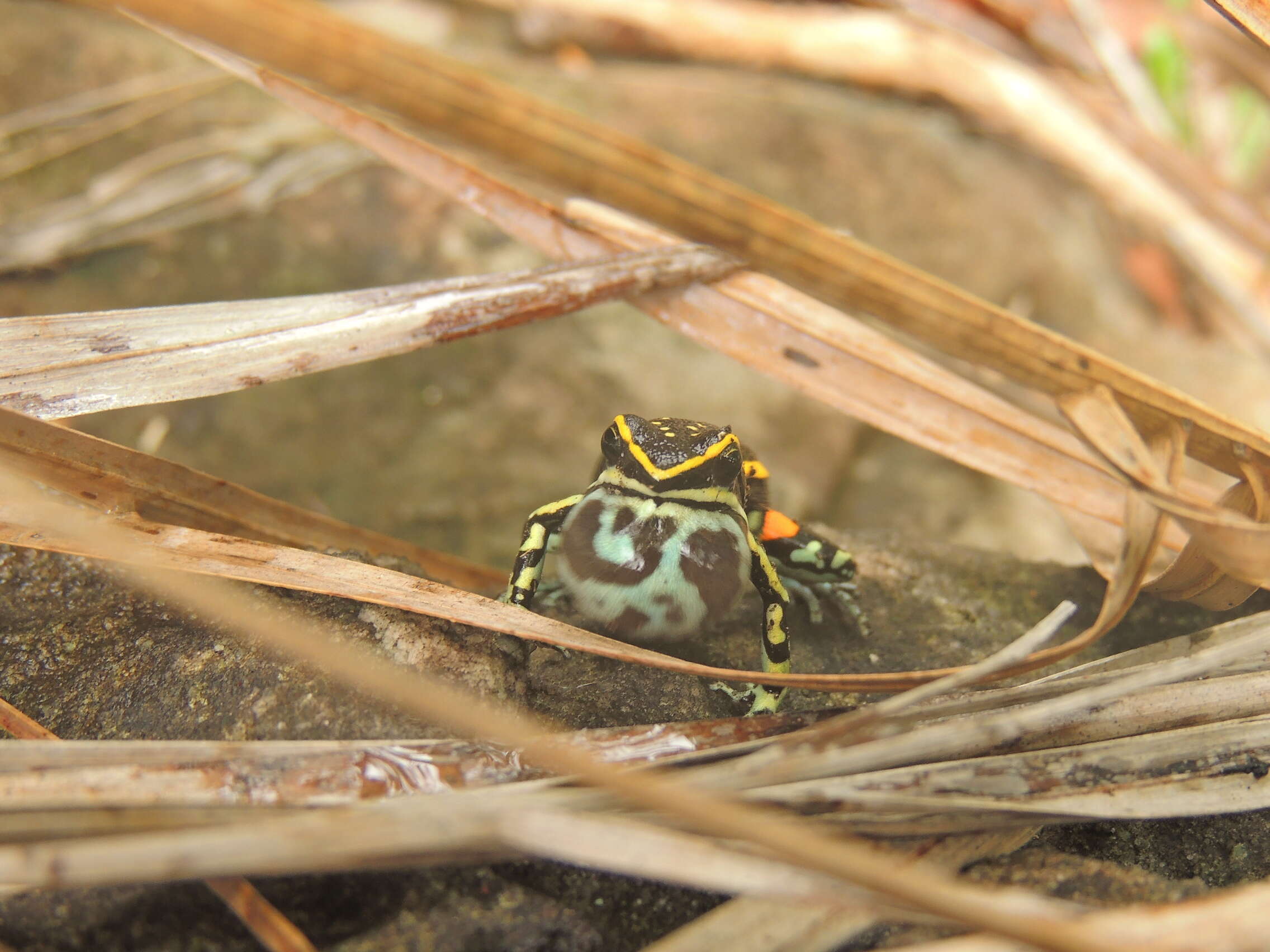 Image of Lutz's Poison Frog