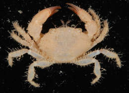 Image of Gorilla crabs