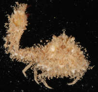 Image of Parthenopinae