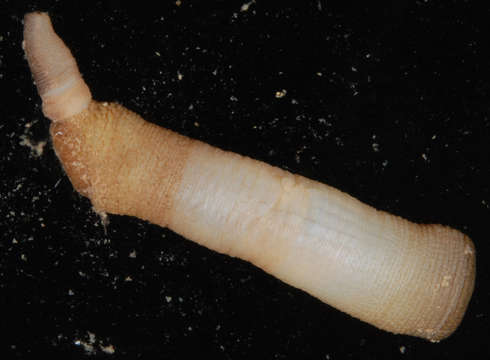 Image of Aspidosiphon subgen. Paraspidosiphon (Stephen 1965)