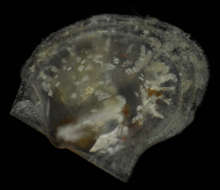 Image of Cyclochlamydidae Dijkstra & Maestrati 2012