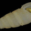 Image de Rissoina ambigua (Gould 1849)