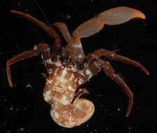 Image of <i>Pagurixus nomurai</i>