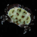 صورة <i>Lophozozymus anaglyptus</i>