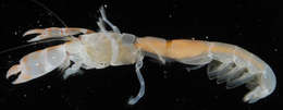 Image of <i>Corallianassa coutierei</i>