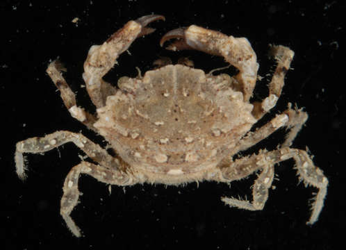 Image of Metaxanthops Serène 1984