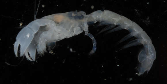 Image of ghost shrimps