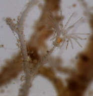 Image of bushy wineglass hydroids