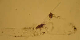 Image of <i>Clytia latitheca</i>