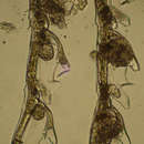 Image of Taxella eximia Allman 1874