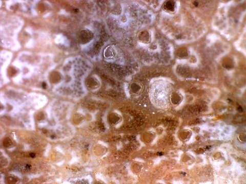 Image of Smittinoidea Levinsen 1909