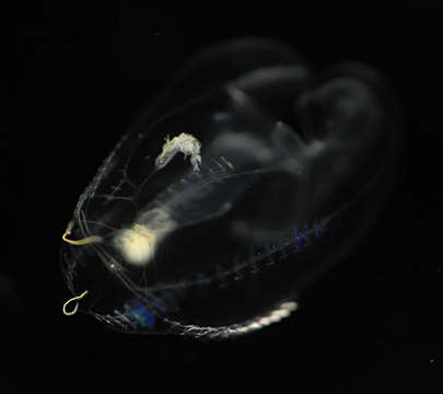 صورة Tentaculata Eschscholtz 1825