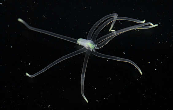 Image of ceriantharian anemones